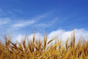 Sahibinden Emsalsiz Süper Tarla