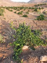 Batman / Gercüş / Pınarbaşı Mh.acilen Satılık Gerçek Fıstık Tarlası 12.400m2dir.