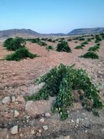 Batman / Gercüş / Pınarbaşı Mh.acilen Satılık Gerçek Fıstık Tarlası 12.400m2dir.