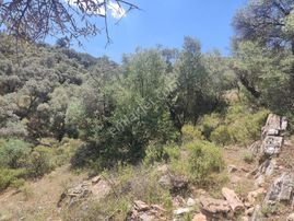 İzmir Bayındır Çenikler De Fırsat Zeytinlik