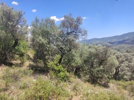 İzmir Bayındır Çenikler De Fırsat Zeytinlik