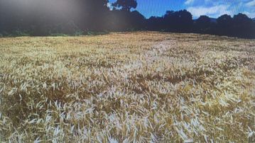 Çanakkale Lapseki Bağlı Çamyurt Mah.satılık Arazi 13,5 Dönüm Tek Tapu Arazi.full Deniz Manzaralı