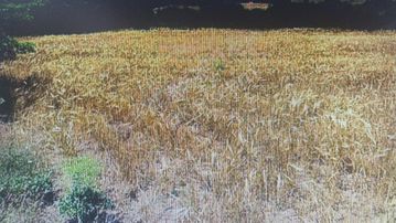 Çanakkale Lapseki Bağlı Çamyurt Mah.satılık Arazi 13,5 Dönüm Tek Tapu Arazi.full Deniz Manzaralı