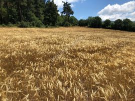 Şifa Gayrimenkulden ***direk Mal Sahibinden 13,5 Dönüm Tek Tapu Arazi***