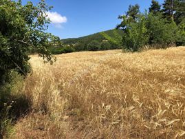 Şifa Gayrimenkulden ***direk Mal Sahibinden 13,5 Dönüm Tek Tapu Arazi***