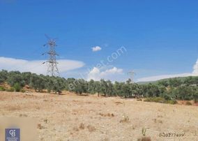 Milas Çamköyde Yola Cepheli Çiftlik Arazisi