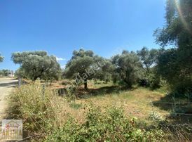 Antika Gayrimenkul Den Ana Yola Cepheli Zeytinlik