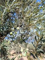 Bademliye Komşu Yahşibey'de Yatırıma Uygun Zeytinlik