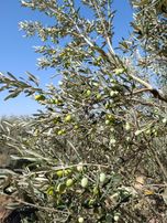 Bademliye Komşu Yahşibey'de Yatırıma Uygun Zeytinlik