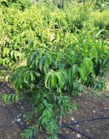 Aslanköy Kavaklıpınar Da Şeftali Bahçesi