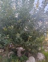 Aslanköy Kavaklıpınar Da Şeftali Bahçesi