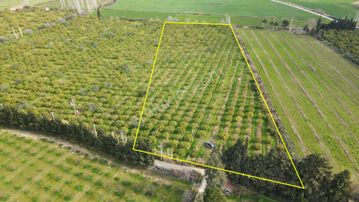 Edremit Soğanyemez'de Satılık Yatırımlık 300 Ağaç Mandalinlik