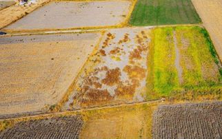 Foça Gerenköy'de 2200 M2 Satılık Tek Tapu Tarla Daire Takaslı