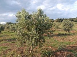 Bergama Çaltıkoru Satılık 45.728 Tarla