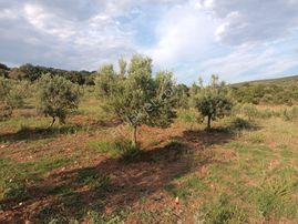 Bergama Çaltıkoru Satılık 45.728 Tarla