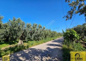 Erdek Çeltikçi Mahallesi Yola Cephe 1500m² Satılık Zeytinlik