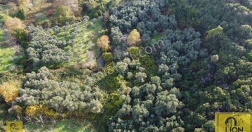 Erdek Doğanlar Mahallesinde Bungalov Ev Yapımına Uygun 771 M² Satılık Zeytinlik