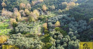 Erdek Doğanlar Mahallesinde Bungalov Ev Yapımına Uygun 771 M² Satılık Zeytinlik