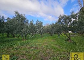 Erdek Atatürk Mahallesi Kadastro Yoluna Yakın 1560m² Satılık Zeytinlik