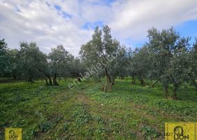 Erdek Atatürk Mahallesi Kadastro Yoluna Yakın 1560m² Satılık Zeytinlik