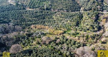 Erdek Hamamlı Mahallesi Köye Yakın Yatırımlık Satılık Zeytinlik