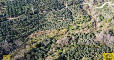 Erdek Hamamlı Mahallesi Köye Yakın Yatırımlık Satılık Zeytinlik