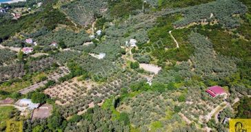 Erdek Turan Mahallesi Dermen Mevkiinde Merkezi Konumlu 2344m² Satılık Zeytinlik