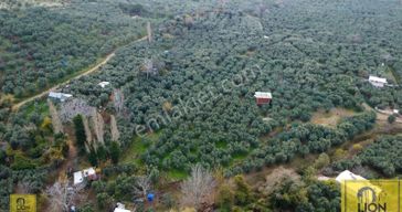 Erdek Atatatürk Mahallesi Yola 10m Mesafede 1560m² Satılık Zeytinlik