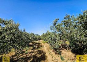 Erdek Alaettin Mahallesi Yola 160m Cephesi Bulunan Satılık Zeytinlik