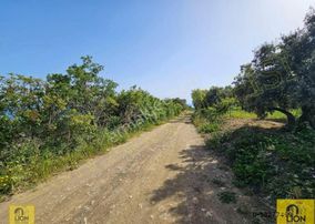 Erdek Alaettin Mahallesi Yola 160m Cephesi Bulunan Satılık Zeytinlik