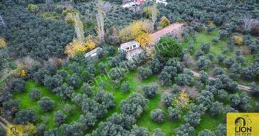 Erdek Halitpaşa Mahallesinde 400m² İmarlı Olan 15.170m² Satılık Zeytinlik