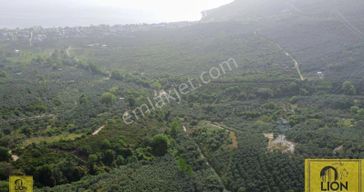 Erdek Ocaklar Mahallesi Kadastro Yoluna 57m Cepheli 1625m² Satılık Zeytinlik