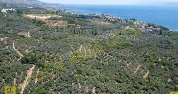 Erdek Aşağıyapıcı Mahallesi Yatırımlık 2780m² Satılık Zeytinlik