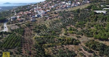 Erdek Hamamlı Mahallesi Yola Cephe 1222m² Satılık Yatırımlık Zeytinlik