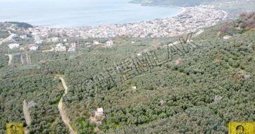 Ocaklar Mahallesi Yolu Açılmış 900m² Şahane Konumlu Zeytinlik