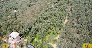 Ocaklar Mahallesi Yolu Açılmış 900m² Şahane Konumlu Zeytinlik