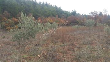 Sahibinden Akhisar Hamit Köyde 9600 M2 Müstail Tapulu satılık zeytinli Tarla