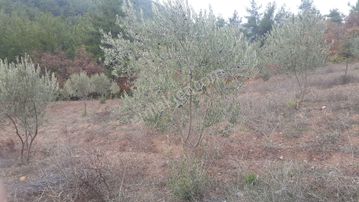 Sahibinden Akhisar Hamit Köyde 9600 M2 Müstail Tapulu satılık zeytinli Tarla
