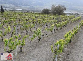 Buldan Yenicekentte 4.4 Dönüm Fırsat Bağ