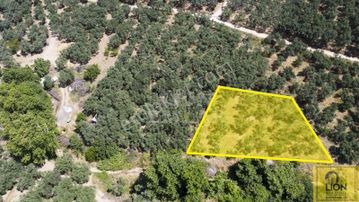 Erdek İlhan Mahallesi Halk Plajına Yakın 1056m² Satılık Zeytinlik