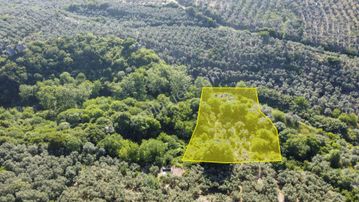 Erdek Hamamlı Mahallesi Kadastro Yoluna Yakın Satılık 1533m² Zeytinlik