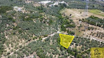 Erdek Aşağıyapıcı Mahallesinde Fırsat Ve Yatırımlık 857m² Satılık Zeytinlik