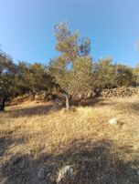 Burhaniye Bahadınlı Mahallesi'nde Satılık Zeytinlik