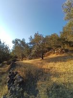 Burhaniye Bahadınlı Mahallesi'nde Satılık Zeytinlik