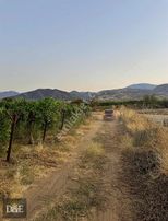 Akkeçili Kayısı Çukuru Mevki Satılık Bağ