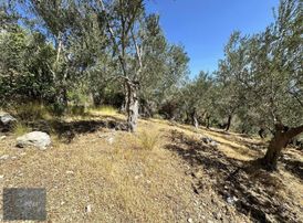 Boyut'tan Satılık Zeytinlik