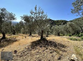 Boyut'tan Satılık Zeytinlik