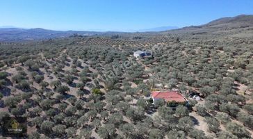 Gökçeköyde Tek Parça 85 Dönüm Sulu Zeytinlik Ve Depo