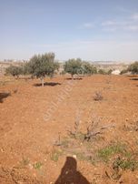 Şıtıloğlu Dan Satılık Zeytin Tarlası