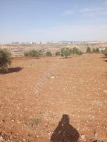 Şıtıloğlu Dan Satılık Zeytin Tarlası